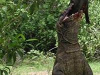 Komodo Dragon eating