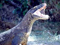 Komodo Dragon image