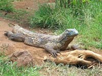 Komodo Dragon image