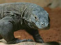 Komodo Dragon image