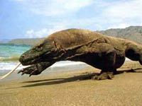 Komodo Dragon image