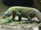 free komodo dragon wallpaper