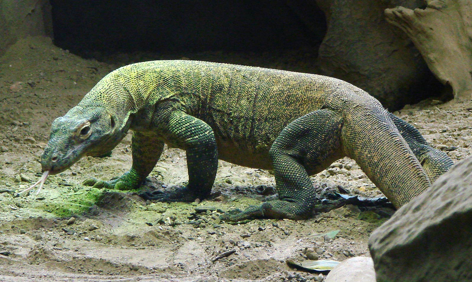 free Komodo Dragon wallpaper wallpapers download