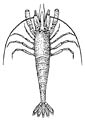 Krill coloring page