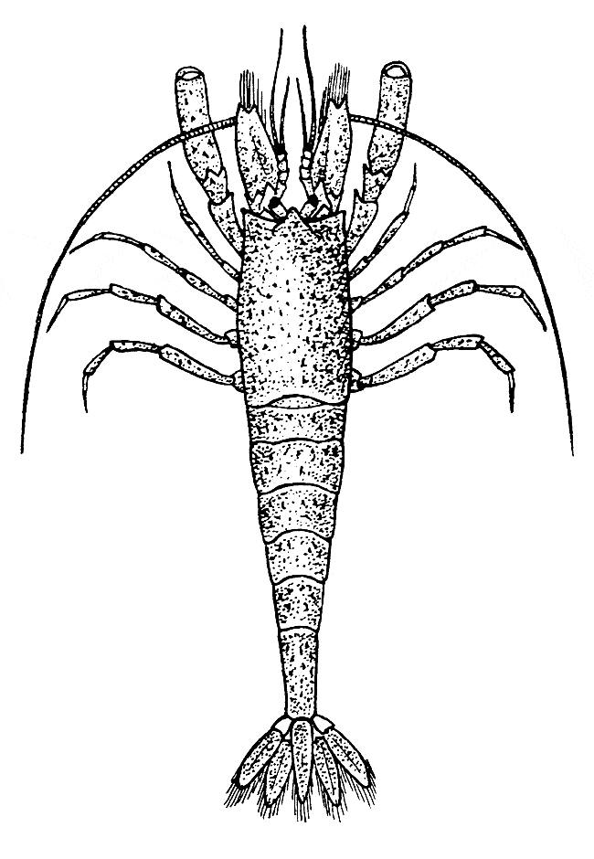 free Krill coloring page