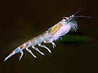 Krill image