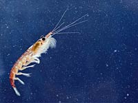 Krill picture