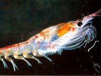 Krill image