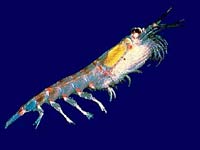 Krill image