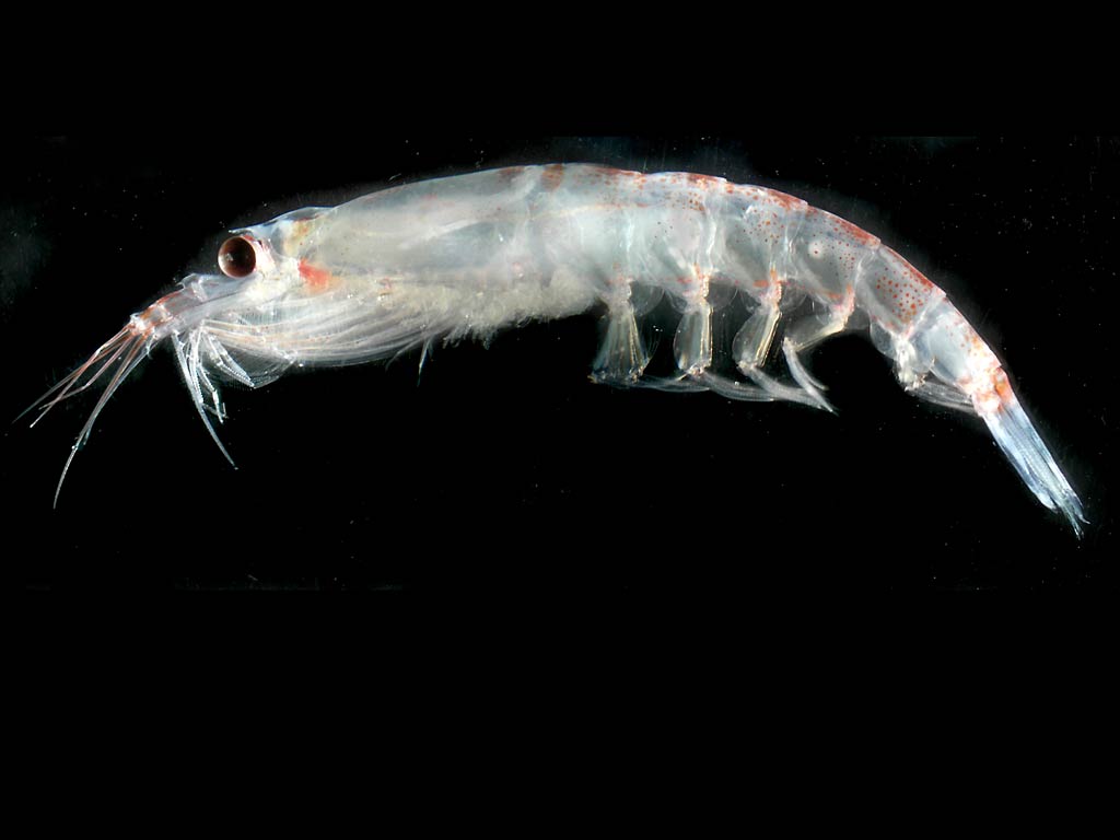 free Krill wallpaper wallpapers download