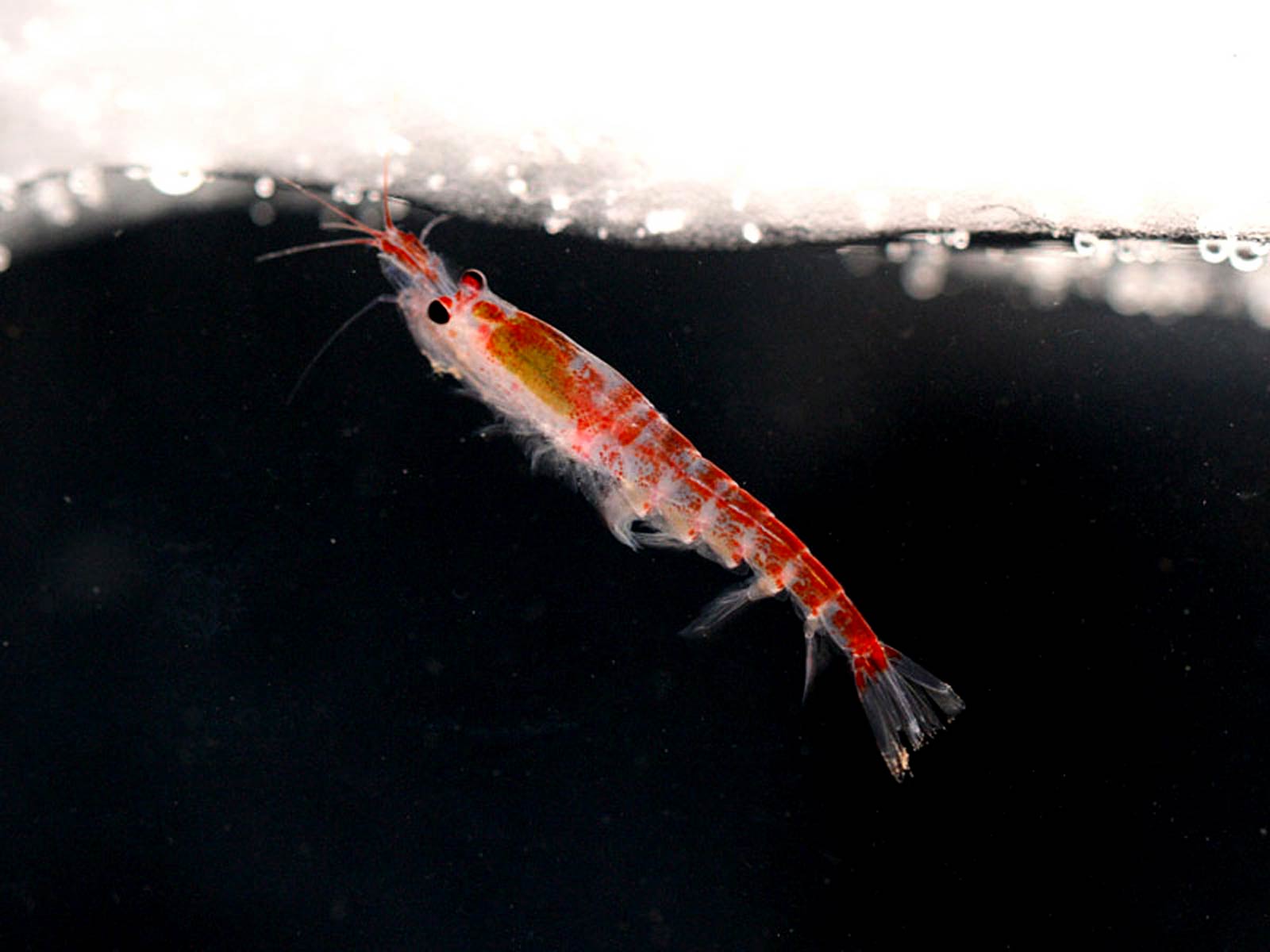 free Krill wallpaper wallpapers download