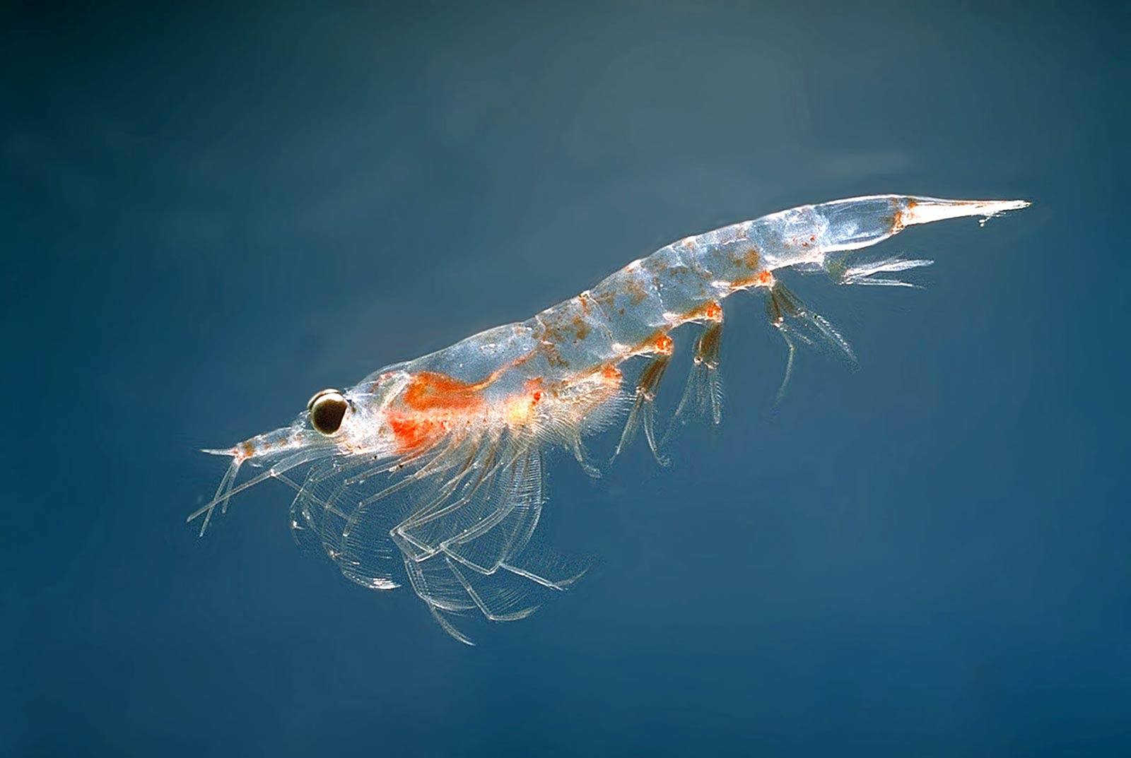 free Krill wallpaper wallpapers download