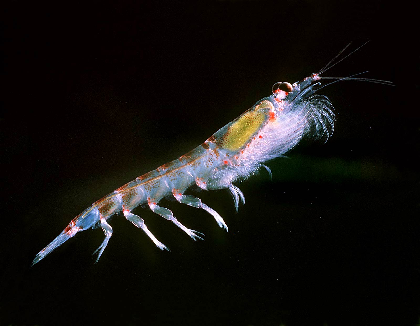 free Krill wallpaper wallpapers and background