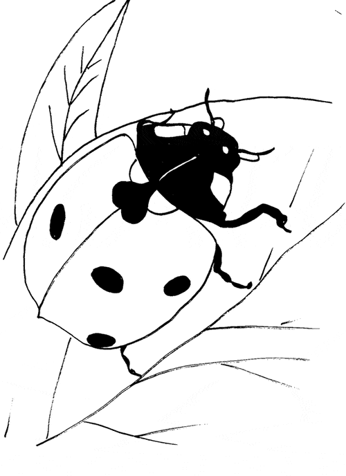 Ladybug coloring page - Animals Town - animals color sheet - Ladybug