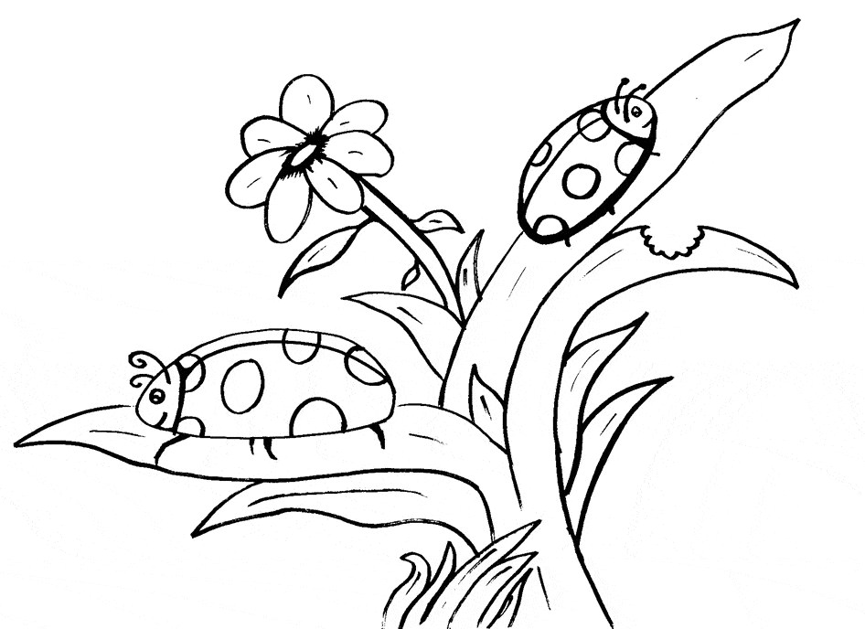 free Ladybug coloring page