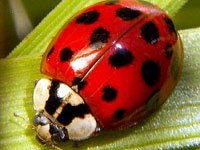 Ladybug image