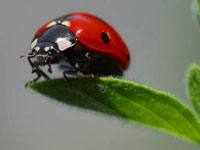 Ladybug image