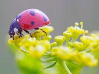 Ladybug image