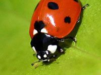 Ladybug image