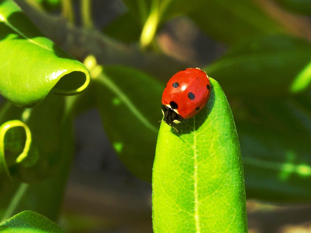 free Ladybug wallpaper wallpapers download