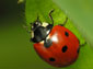 Ladybug computer wallpaper