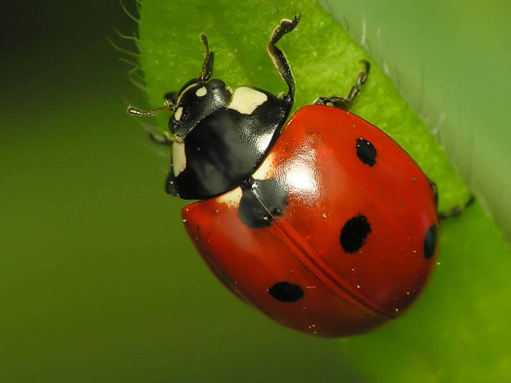 free Ladybug wallpaper wallpapers download