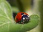 free ladybug wallpaper