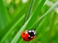 Ladybug large wallpaper