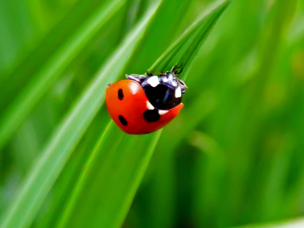 free Ladybug wallpaper wallpapers and background