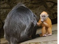 Langur image