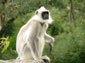 Langur wallpaper