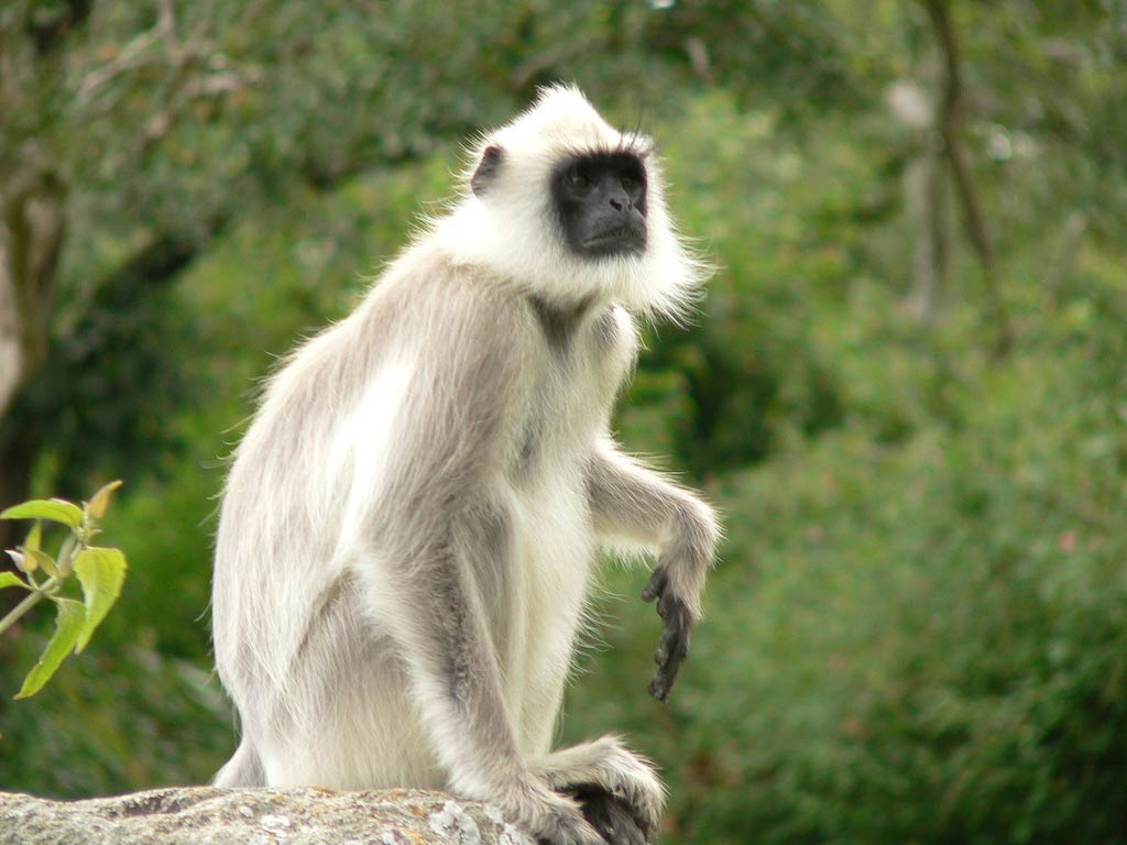 free Langur wallpaper wallpapers download