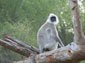 Langur large wallpaper