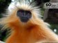 Cute langur wallpaper