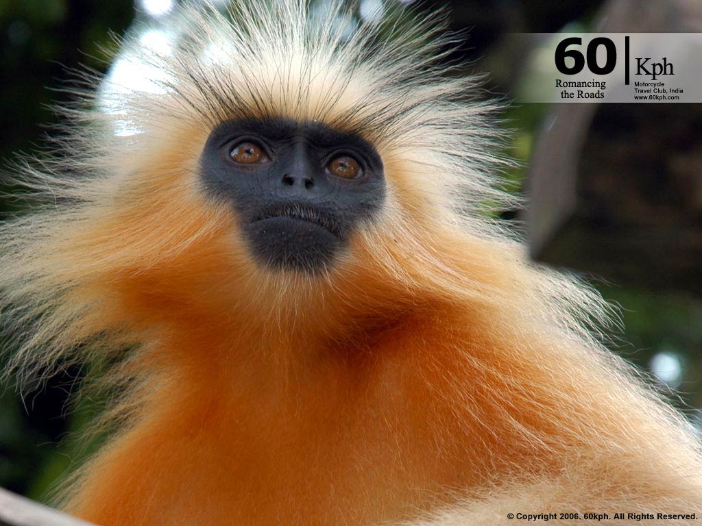 free Langur desktop wallpaper wallpapers Desktop and Mobile