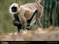 langur wallpaper