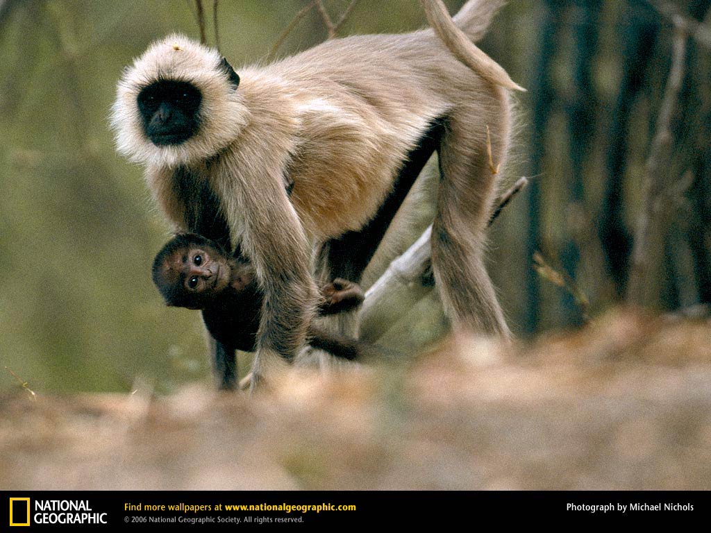 free Langur wallpaper wallpapers picture