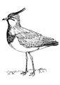 lapwing