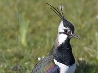 Lapwing image