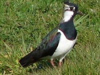 Lapwing picture