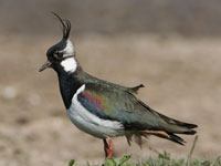 Lapwing image