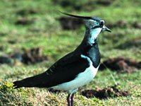 Lapwing image