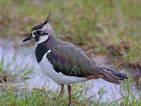 Lapwing image