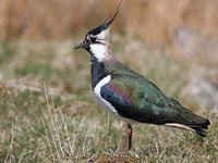 Lapwing image