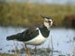 Lapwing wallpaper