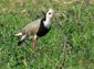 lapwing wallpaper