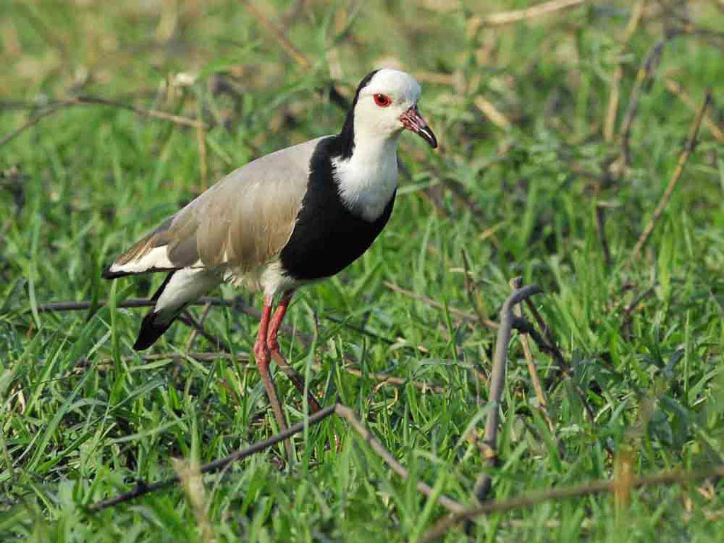 free Lapwing wallpaper wallpapers download