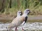 Lapwing picture wallpaper