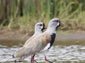 free lapwing wallpaper