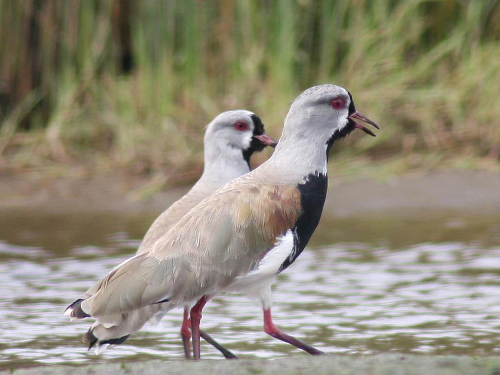 free Lapwing wallpaper wallpapers download